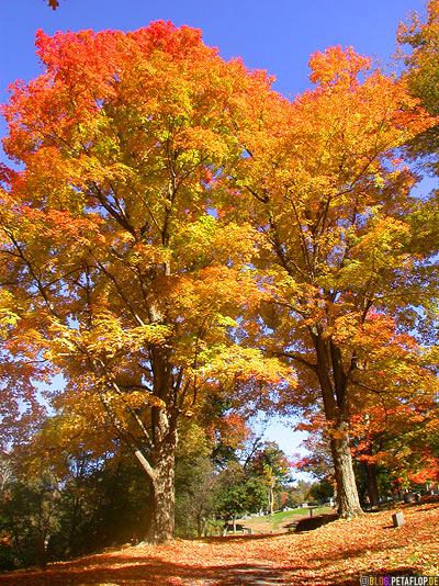 colourful-fall-Indian-Summer-Trees-Canton-Cemetary-Canton-MA-Massachusetts-USA-DSCN8832.jpg