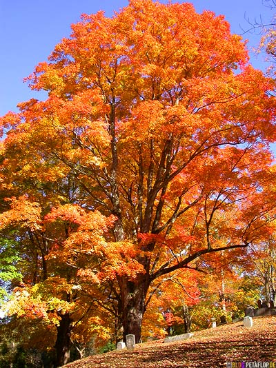 gelbes-Laub-Gravestones-Indian-Summer-Trees-Canton-Cemetary-Canton-MA-Massachusetts-DSCN8851.jpg