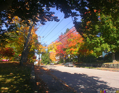 Indian-Summer-Trees-Canton-MA-Massachusetts-DSCN8865.jpg