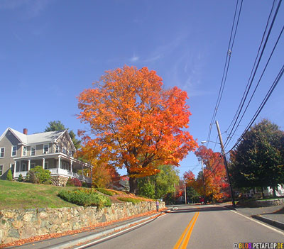 Indian-Summer-Trees-Canton-MA-Massachusetts-DSCN8868.jpg