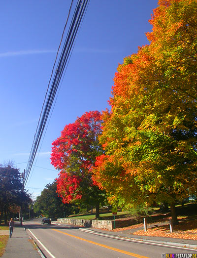 Pictures Of Trees In The Summer. Indian-Summer-Trees-Canton-MA-