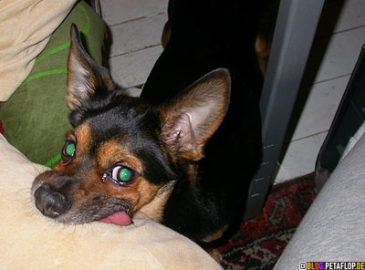 Fina-will-ein-Leckerli-begging-for-a-treat-dog-Hund-Pinscher-crossbreed-Mischling-DSCN1021.jpg