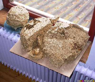 3-wasp-nests-on-the-windowsill-ilac-heater-radiator-Wespennester-auf-dem-Fensterbrett-fliederfarbene-heizung