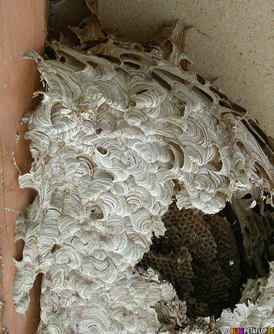 abandoned-wasps-nest-1-vespiary-found-while-renovating-grosses-verlassenes-Wespennest-Dachgebaelk-DSCN0663.jpg