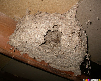 big-abandoned-wasps-nest-2-vespiary-grosses-verlassenes-Wespennest-Dachgebaelk-DSCN0779.jpg