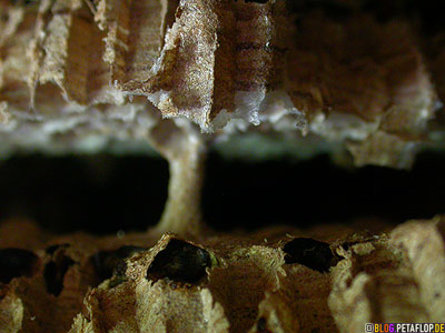 inside-wasps-nest-2-vespiary-Inneres-eines-Wespennests-entdeckt-beim-Entfernen-alter-Decken-Holzpaneele-DSCN0685.jpg