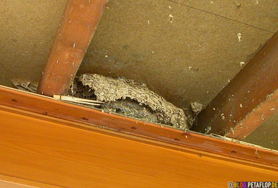 large-abandoned-wasps-nest-2-vespiary-found-while-insulating-verlassenes-Wespennest-Dachgebaelk-DSCN0678.jpg