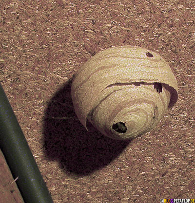 start-of-construction-of-a-new-wasps-nest-small-Baubeginn-eines-Wespennest-kleines-DSCN0732.jpg