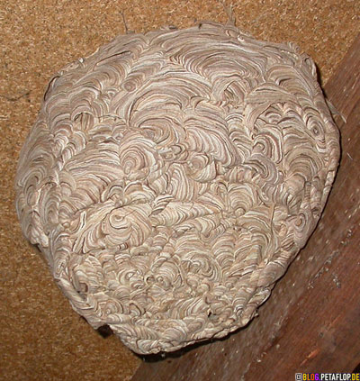 third-abandoned-wasps-nest-found-while-removing-old-wooden-panels-vespiary-drittes-verlassenes-Wespennest-DSCN0728.jpg